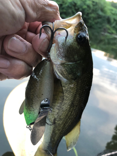 ブラックバスの釣果