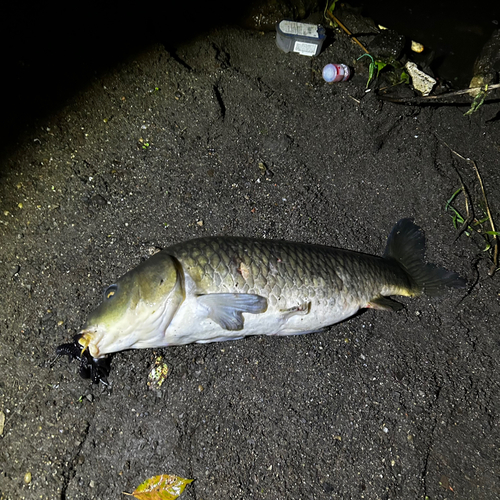 コイの釣果