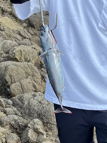 ソウダガツオの釣果