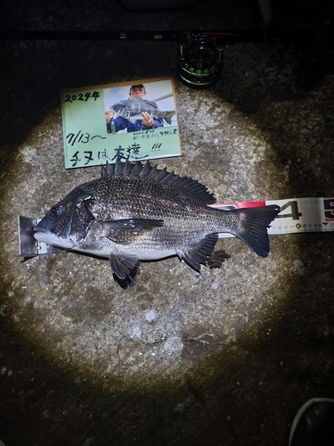 チヌの釣果