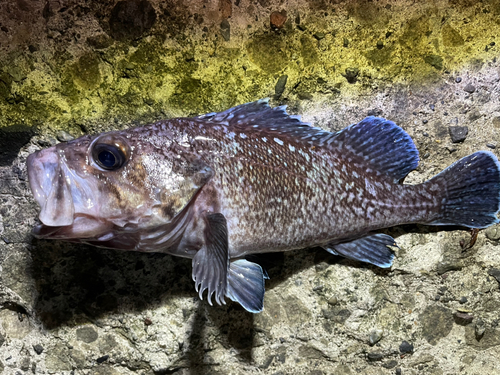 ソイの釣果