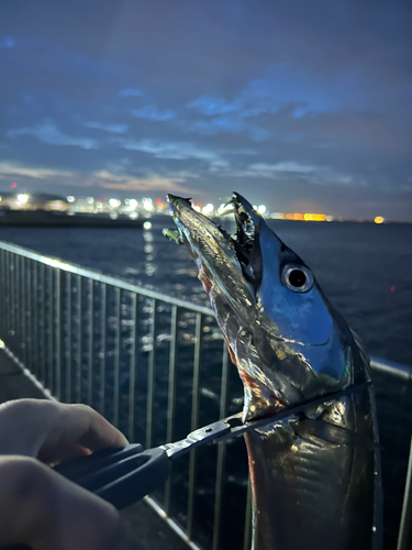 タチウオの釣果