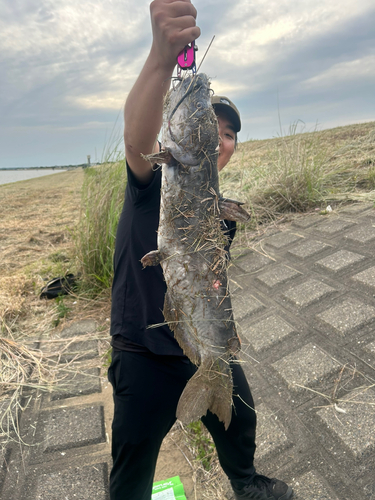 アメリカナマズの釣果