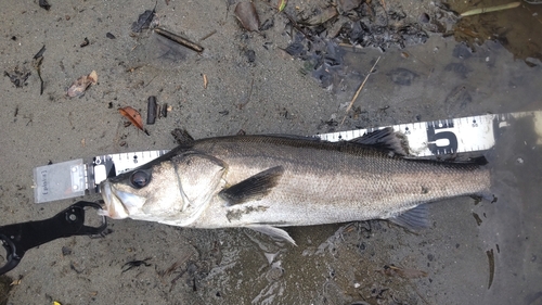 フッコ（マルスズキ）の釣果