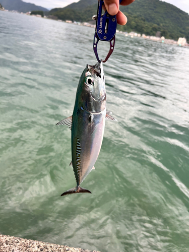 マルソウダの釣果