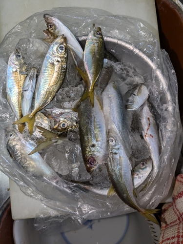 アジの釣果