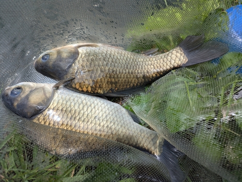 ヘラブナの釣果