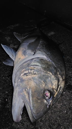 ロウニンアジの釣果