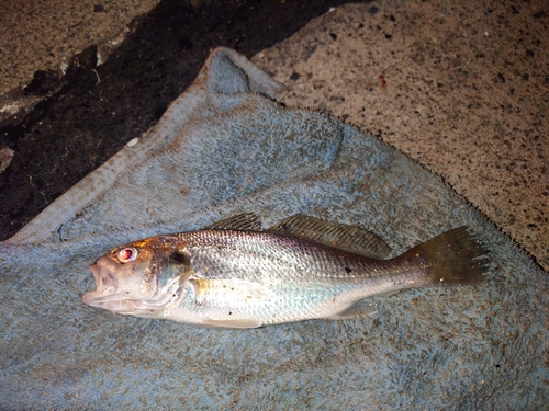 イシモチの釣果