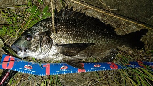 クロダイの釣果