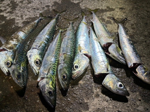 サバの釣果