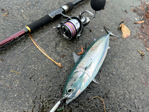 ソウダガツオの釣果