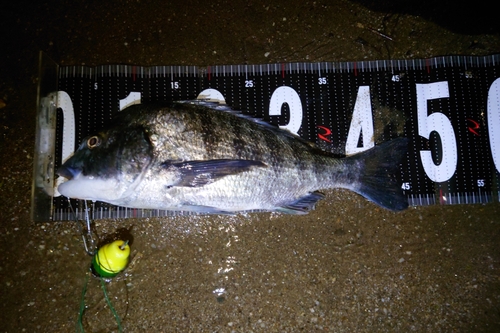 クロダイの釣果