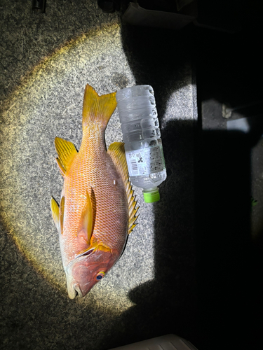 シブダイの釣果