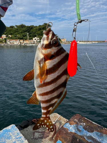 タカノハダイの釣果