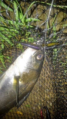 フッコ（マルスズキ）の釣果