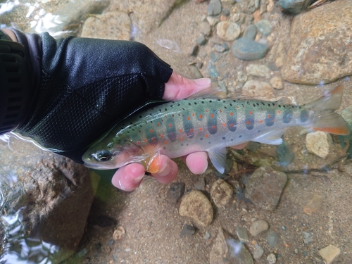 アマゴの釣果