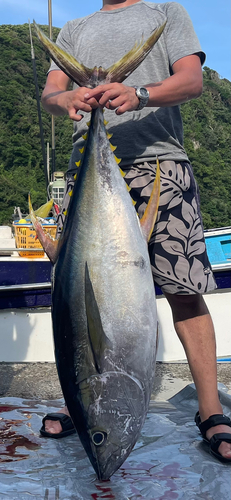 キハダマグロの釣果