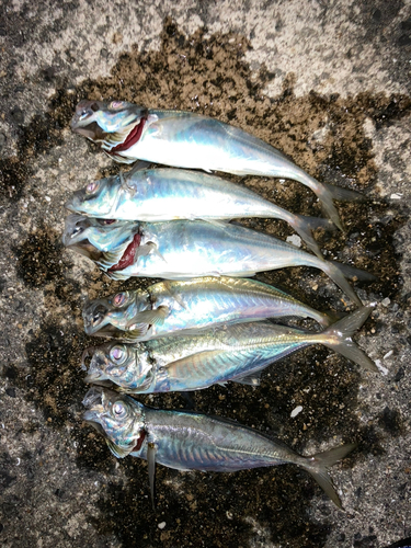 アジの釣果