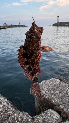 カサゴの釣果