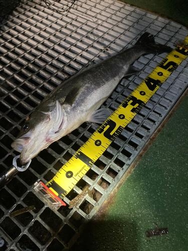 シーバスの釣果