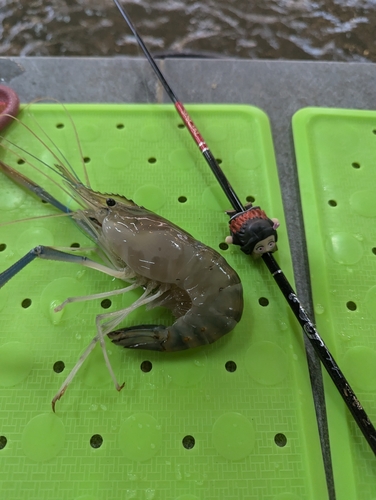 オニテナガエビの釣果