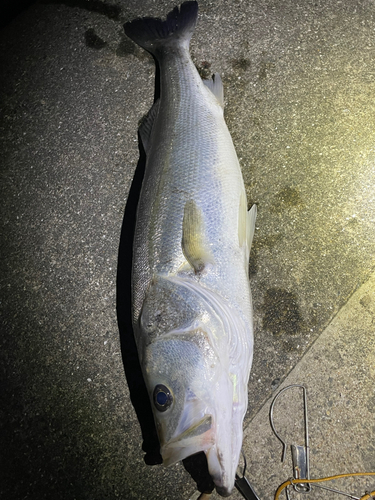 シーバスの釣果