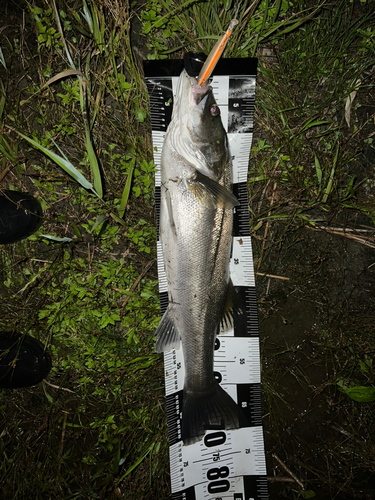 シーバスの釣果