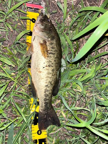 ブラックバスの釣果