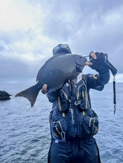 オナガグレの釣果