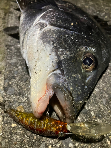 チヌの釣果