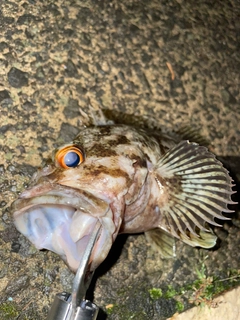 ムラソイの釣果