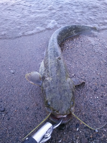 ナマズの釣果