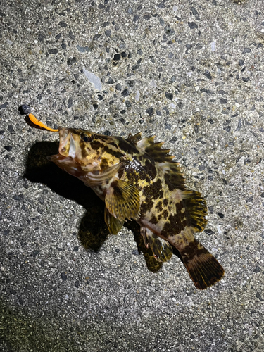 タケノコメバルの釣果