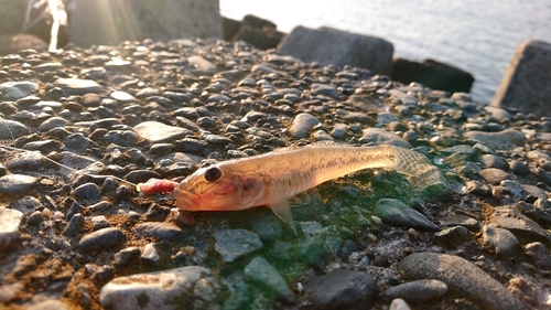 マハゼの釣果