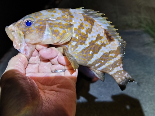 アコウの釣果