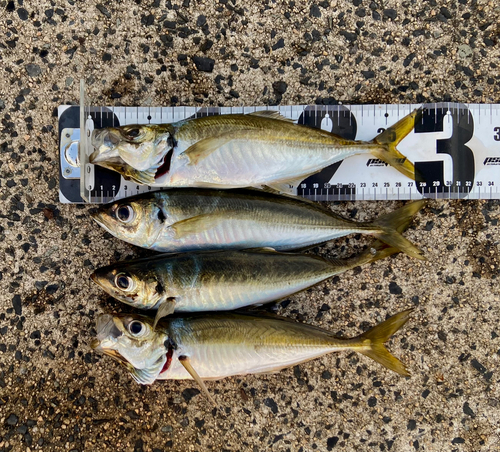 アジの釣果