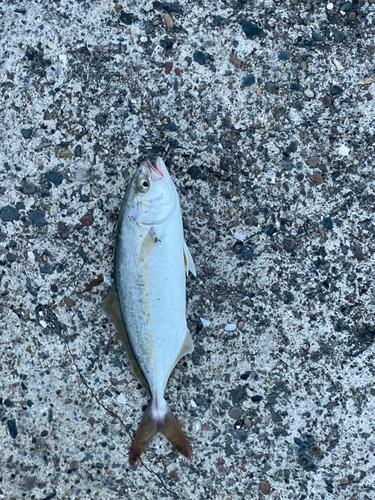 ショゴの釣果