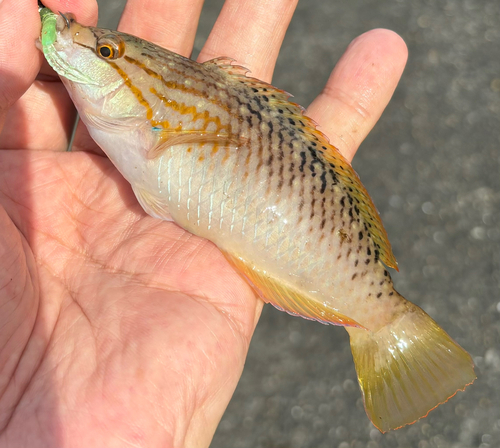 ホシササノハベラの釣果