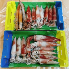 ケンサキイカの釣果