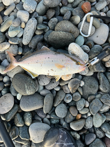 ショゴの釣果