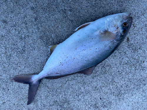 ショゴの釣果