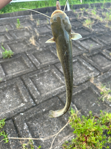 ナマズの釣果