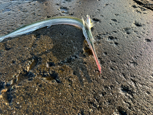 ダツの釣果