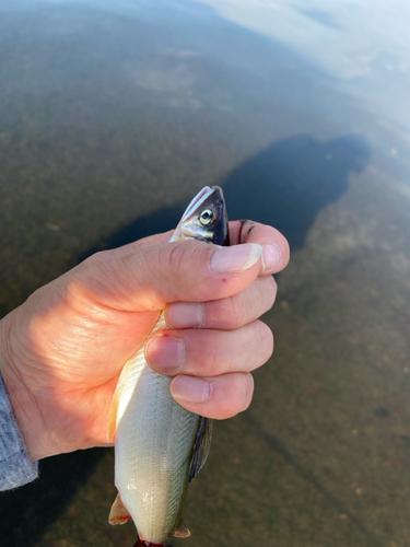 アユの釣果