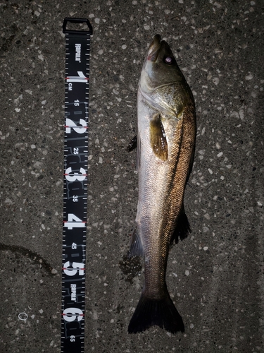 シーバスの釣果