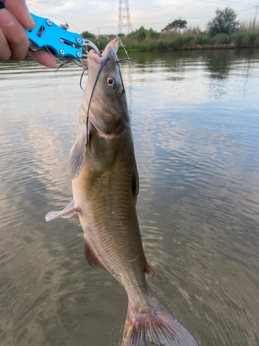 アメリカナマズの釣果