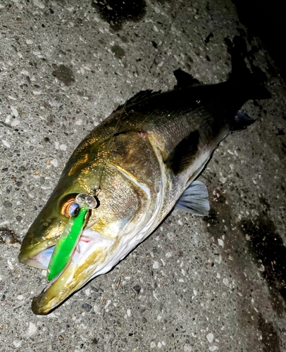 シーバスの釣果