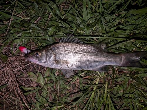 セイゴ（マルスズキ）の釣果