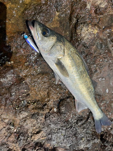 ヒラマサの釣果